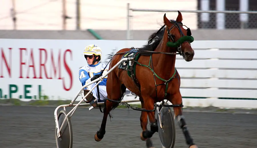 Ako fungujú handicapové dostihy: Kompletný sprievodca